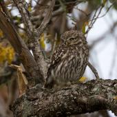 Little owl. Adult near its nest site. Coopers Creek, Oxford, North Canterbury, January 2015. Image &copy; Victoria Caseley by Victoria Caseley Courtesy of Victoria Caseley victoria.caseley@gmail.com