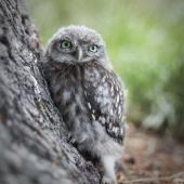 Little owl | Ruru nohinohi. Fledgling. Hagley Park, Christchurch, December 2010. Image &copy; Diana Kennedy by Diana Kennedy
