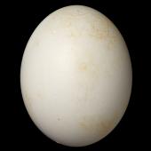 Little owl | Ruru nohinohi. Egg 36.3 x 28.7 mm (NMNZ OR.026346, collected by F. Milner). Oamaru, October 1932. Image &copy; Te Papa by Jean-Claude Stahl