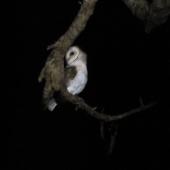 Barn owl. Adult. Kaitaia, July 2016. Image &copy; Scott Brooks by Scott Brooks