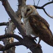 Barn owl. Adult. Canberra, Australia, September 2018. Image &copy; R.M. by R.M.