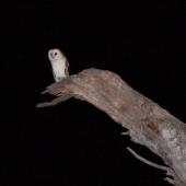 Barn owl. Adult. Durmaresq River, New South Wales, September 2011. Image &copy; Suzi Phillips by Suzi Phillips