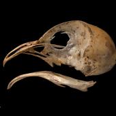 New Zealand owlet-nightjar | Ruru hinapō. Skull and mandible. Te Papa S.022454. Red Hills, Mt Richmond State Forest Park, Nelson. Image &copy; Te Papa by Te Papa