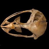 New Zealand owlet-nightjar | Ruru hinapō. Skull (dorsal). Te Papa S.022454. Red Hills, Mt Richmond State Forest Park, Nelson. Image &copy; Te Papa by Te Papa