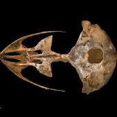 New Zealand owlet-nightjar | Ruru hinapō. Skull (ventral). Te Papa S.022454. Red Hills, Mt Richmond State Forest Park, Nelson. Image &copy; Te Papa by Te Papa