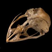 New Zealand owlet-nightjar | Ruru hinapō. Skull. Te Papa S.022454. Red Hills, Mt Richmond State Forest Park, Nelson. Image &copy; Te Papa by Te Papa