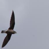 White-throated needletail. Adult. Sydney,  New South Wales,  Australia, January 2010. Image &copy; Troy Mutton by Troy Mutton