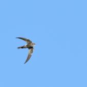 Fork-tailed swift. Adult in flight. Carnarvon, Western Australia, February 2016. Image &copy; Les George 2020 birdlifephotography.org.au by Les George