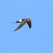 Fork-tailed swift. Adult in flight. Point Sturt, South Australia, February 2018. Image &copy; Andrew Couch 2018 birdlifephotography.org.au by Andrew Couch