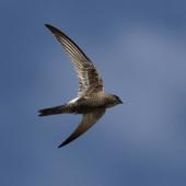 Fork-tailed swift. Adult in flight (ventral). Point Avoid, Eyre Peninsula, South Australia, February 2014. Image &copy; John Fennell by John Fennell