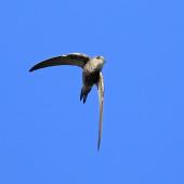 Fork-tailed swift. Adult in flight. Point Sturt, South Australia, February 2018. Image &copy; Andrew Couch 2018 birdlifephotography.org.au by Andrew Couch