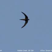 Fork-tailed swift. Adult in flight. Kobble Creek, South-east Queensland, November 2009. Image &copy; Tom Tarrant by Tom Tarrant