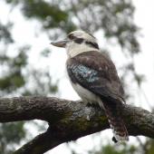Laughing kookaburra. Perched adult showing wing colours. Audley Inlet, Royal National Park, New South Wales, Australia, August 2008. Image &copy; Alan Tennyson by Alan Tennyson Alan Tennyson