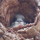 Laughing kookaburra. Juvenile in nesting hollow. Canberra, December 2017. Image &copy; R.M. by R.M.