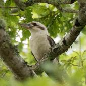 Laughing kookaburra. Adult with stick insect. Oratia, Waitakere, December 2017. Image &copy; Les Feasey by Les Feasey