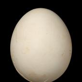 Laughing kookaburra. Egg 44.4 x 36.2 mm (NMNZ OR.025975, collected by the Barnard family). Coomooboolaroo station, 20 km sw of Duaringa, central east Queensland. Image &copy; Te Papa by Jean-Claude Stahl