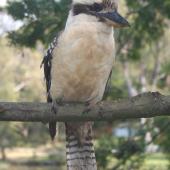 Laughing kookaburra. Adult, perching. Royal National Park, New South Wales,  Australia, September 2008. Image &copy; Kyle Bland by Kyle Bland