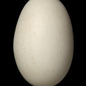 Little spotted kiwi | Kiwi pukupuku. Egg 108.3 x 69.2 mm (NMNZ OR.025240, collected by Jim Jolly, NZ Wildlife Service). Kapiti Island, November 1984. Image &copy; Te Papa by Jean-Claude Stahl