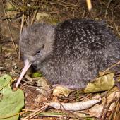 Little spotted kiwi. Chick. Karori Sanctuary / Zealandia, January 2011. Image &copy; Andrew Digby by Andrew Digby © Andrew Digbyhttp://photos.andrewdigby.com