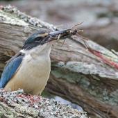 Sacred kingfisher. Adult male with Auckland tree weta. Mt Eden, December 2015. Image &copy; Bruce Buckman by Bruce Buckman http://www.flickr.com/photos/brunonz/