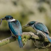 Sacred kingfisher | Kōtare. Breeding pair with a young eel (male bird on left). It took both birds 6 minutes to dispatch it. Auckland, January 2015. Image &copy; Bartek Wypych by Bartek Wypych