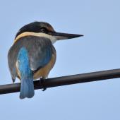 Sacred kingfisher. Adult perched on overhead wires. South Auckland, April 2015. Image &copy; Marie-Louise Myburgh by Marie-Louise Myburgh
