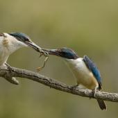 Sacred kingfisher | Kōtare. Male (on right) courtship-feeding a frog to his mate. Auckland, December 2013. Image &copy; Bartek Wypych by Bartek Wypych