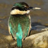 Sacred kingfisher | Kōtare. Adult, dorsal view. Wanganui, July 2013. Image &copy; Ormond Torr by Ormond Torr