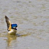 Sacred kingfisher | Kōtare. Adult taking off from shallow water. Tauranga, November 2011. Image &copy; Raewyn Adams by Raewyn Adams