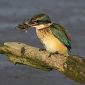 Sacred kingfisher | Kōtare. Immature holding mud crab prey. Wanganui, July 2012. Image &copy; Ormond Torr by Ormond Torr