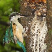 Sacred kingfisher | Kōtare. Adult feeding chick in nest. Wanganui, January 2014. Image &copy; Ormond Torr by Ormond Torr