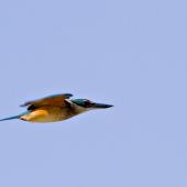 Sacred kingfisher. Side view of immature bird in flight. Katikati, July 2012. Image &copy; Raewyn Adams by Raewyn Adams