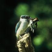 Sacred kingfisher | Kōtare. Adult holding silvereye prey in bill. Levin. Image &copy; Albert Aanensen by Albert Aanensen