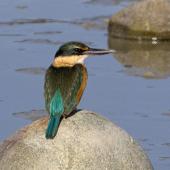 Sacred kingfisher. Adult. Boulder Bank,  Nelson, June 2017. Image &copy; Rebecca Bowater by Rebecca Bowater FPSNZ AFIAP www.floraandfauna.co.nz