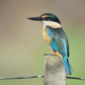 Sacred kingfisher. Adult. Potts Rd, near Whitford, April 2016. Image &copy; Marie-Louise Myburgh by Marie-Louise Myburgh
