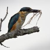 Sacred kingfisher | Kōtare. Immature with field cricket and a beakful of dead grass. Potts Rd, near Whitford, March 2016. Image &copy; Marie-Louise Myburgh by Marie-Louise Myburgh