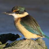 Sacred kingfisher | Kōtare. Immature at estuary observation perch. Wanganui, July 2012. Image &copy; Ormond Torr by Ormond Torr