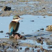 Sacred kingfisher. Adult on mudflat. Auckland, July 2012. Image &copy; Joke Baars by Joke Baars
