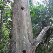 Sacred kingfisher | Kōtare. Nest holes in dead tree. Aorangi Island, Poor Knights Islands, December 2011. Image &copy; Alan Tennyson by Alan Tennyson Alan Tennyson