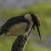 Sacred kingfisher | Kōtare. Immature disgorging a pellet. Waikanae River estuary, April 2016. Image &copy; Roger Smith by Roger Smith