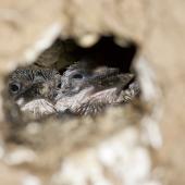 Sacred kingfisher. Chicks in nest burrow. Great Barrier Island. Image &copy; Eugene Polkan by Eugene Polkan