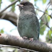 Dollarbird. Juvenile perched. Kambah, Canberra, Australian Capital Territory, January 2016. Image &copy; Glenn Pure 2016 birdlifephotography.org.au by Glenn Pure