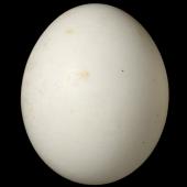 Rifleman. South Island rifleman egg 15.9 x 12.9 mm (NMNZ OR.007264, collected by Captain John Bollons). Akaroa. Image &copy; Te Papa by Jean-Claude Stahl