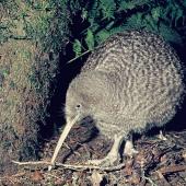 Great spotted kiwi | Roroa. Adult. Mount Bruce Wildlife Centre, September 1975. Image &copy; Department of Conservation  by Rod Morris, Department of Conservation  Courtesy of Department of Conservation