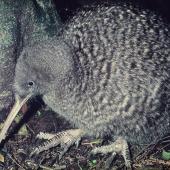 Great spotted kiwi. Adult. Mount Bruce Wildlife Centre, September 1975. Image &copy; Department of Conservation  by Rod Morris, Department of Conservation  Courtesy of Department of Conservation