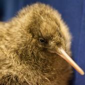 Great spotted kiwi. Captive-bred chick. Willowbank Wildlife Park, January 2011. Image &copy; Sabine Bernert by Sabine Bernert www.sabinebernert.fr