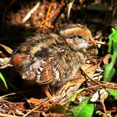 California quail | Tikaokao. Chick sunbathing. Karori Sanctuary / Zealandia, November 2022. Image &copy; Paul Le Roy by Paul Le Roy