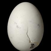 Rock wren. Egg 20.8 x 15.5 mm (NMNZ OR.029950, collected by David Webb). Mt Heveldt, Haast Range, South Westland, November 2014. Image &copy; Te Papa by Jean-Claude Stahl