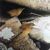 Lyall's wren. 'Lyall's wren among rocks' oil on board 370 x 280 mm. . Image &copy; Paul Martinson by Paul Martinson painting