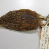 Lyall's wren. Female specimen in Canterbury Museum (AV917), dorsal view. Stephens Island. Image &copy; Colin Miskelly by Colin Miskelly
